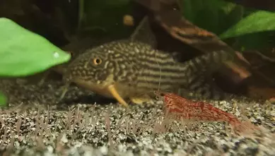 Sterba's corydoras